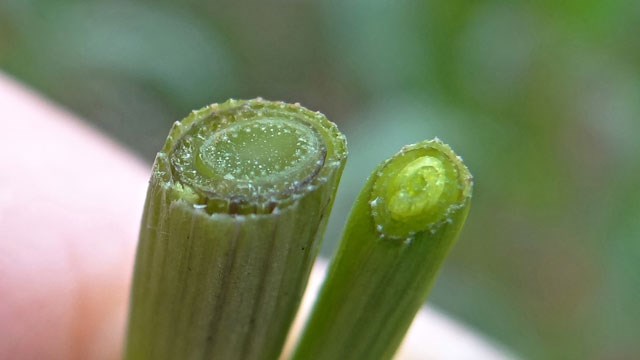 Italiaans Raaigras Lolium Multiflorum