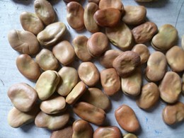 Broad beans 