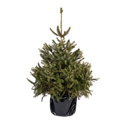 Kerstboom in pot 100-125cm Picea Omorika