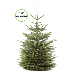 Kerstboom Nordmann 125-150cm 1e kwaliteit